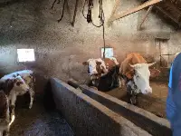 Hayvan Sağlığı Çalışmaları Sürüyor