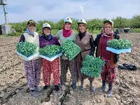 Geyve'de Lezzet Fidanları Dikildi! Müşteriler Şimdiden Sıraya Girdi!
