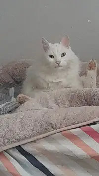 KEDİ KAYBOLDU